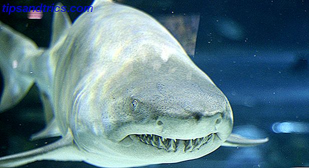 surco-tiburón-muerto