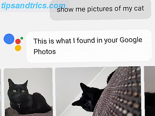 google assistent cat