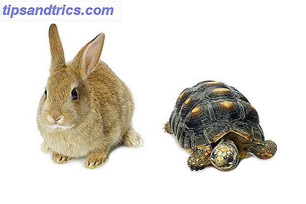 kanin og skildpadde