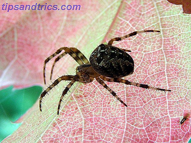 Spider på en Wild Leaf Close Up