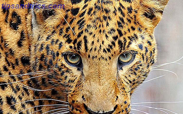 Wild Cheetah Nærbilde på øynene