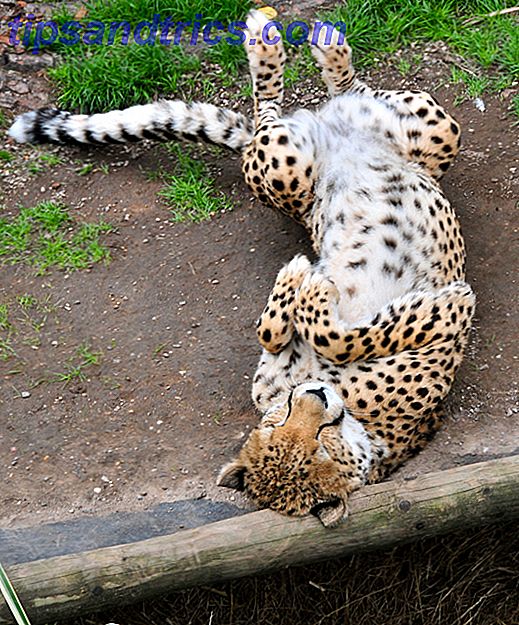 Lekkete Cheetah ruller over i smuss