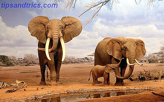Wild Elephants i den afrikanske Savannah