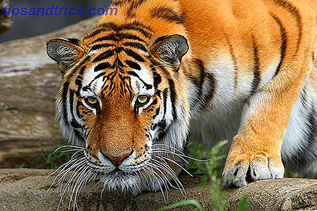 tigre-téléphoto