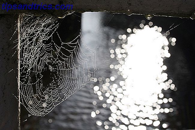 Spider web med dugg