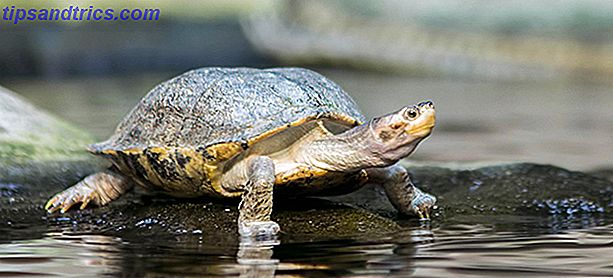 Schildkröte langsam