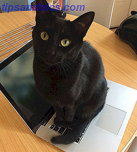 5 πράγματα που μπορείτε να κάνετε για να σιωπήσετε ένα θορυβώδες φορητό laptop laptop γάτα