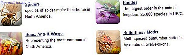 Categorias de identificação de insetos