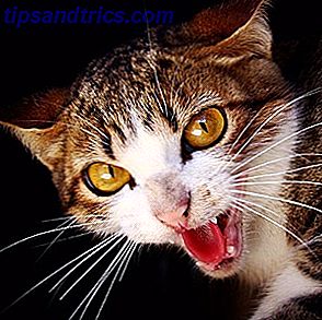 Katzen sind überall online ... als Fotos, die von Freunden in sozialen Netzwerken geteilt werden, als süße Bilder auf Reddit, auf einer der Katzen-zentrierten Tumblr-Seiten und sogar hier auf MakeUseOf.  Oh, und dann ist da Nyan Cat.