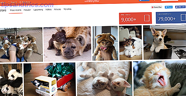 5 Sites for Cute Pet & Animal Pictures, GIFs og videoer, du ikke vidste, søde dyr cutestpaw