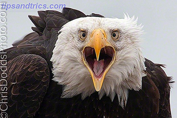 14 Christopher Dodds - Bald Eagle