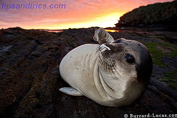 4 Will og Burrard-Lucas Elephant Seal Pup
