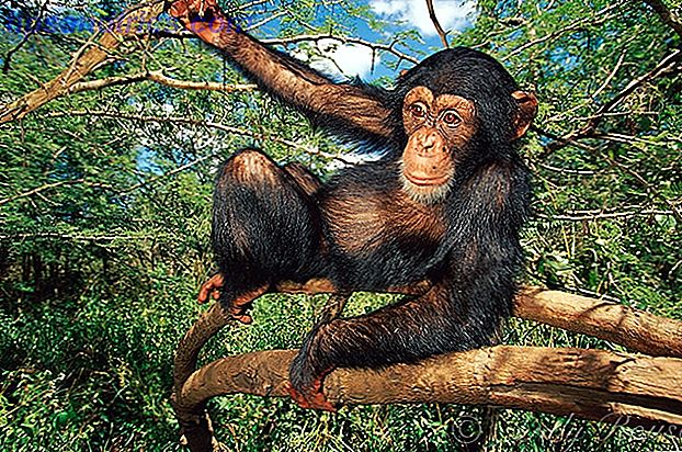 6 Andy Rouse - Chimpanse