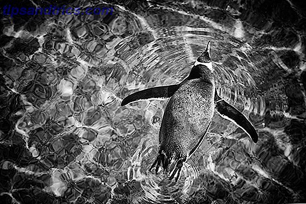 pingouin_swimming