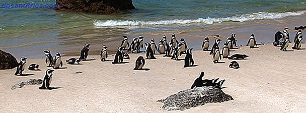 pingüinos hablando