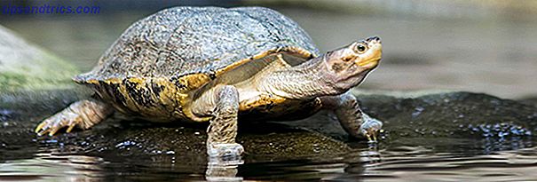 Mac-Langsam-Schildkröte