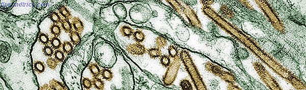 Vogelgrippe A H5N1 Viren
