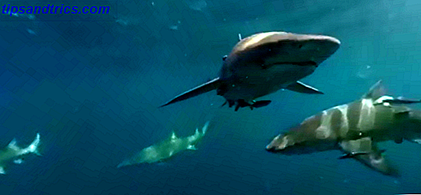 Simma med hajar 360