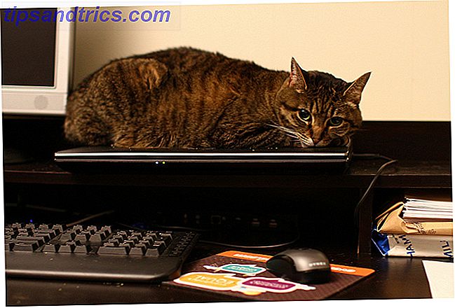 kat på bærbar computer