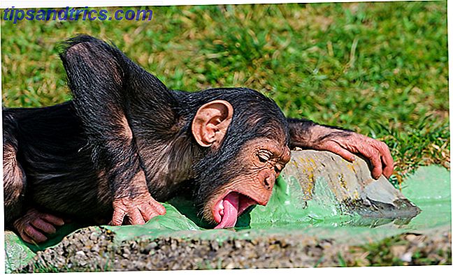 scimmia-drinking